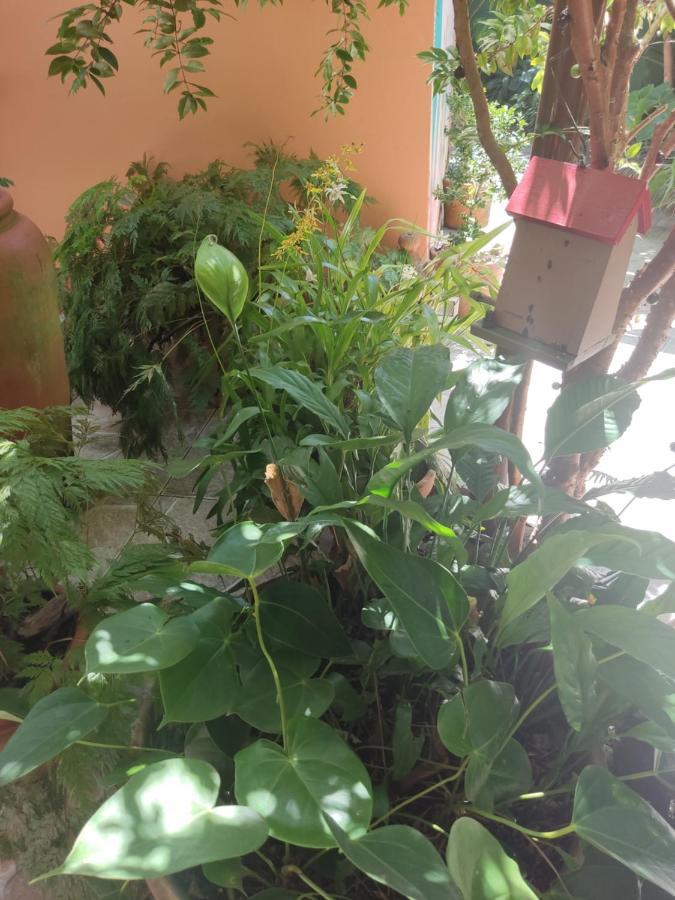 Recanto Toca das Plantas de Ilhabela I Exterior foto