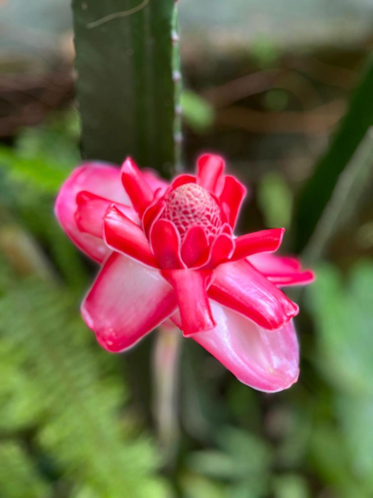 Recanto Toca das Plantas de Ilhabela I Exterior foto