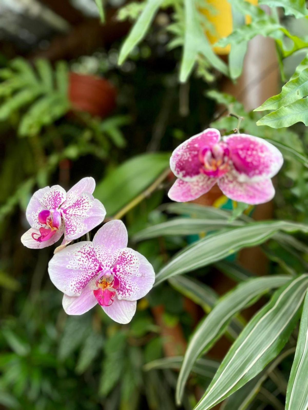 Recanto Toca das Plantas de Ilhabela I Exterior foto