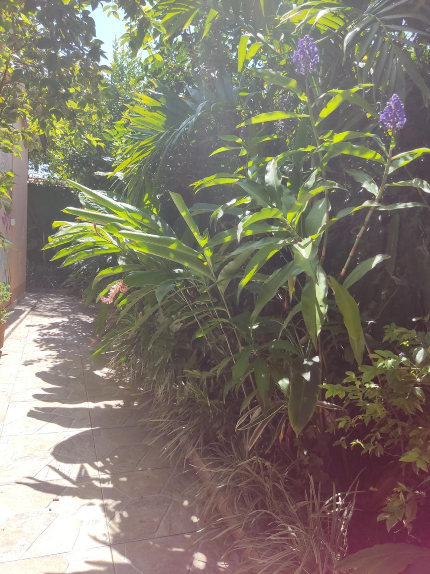 Recanto Toca das Plantas de Ilhabela I Quarto foto