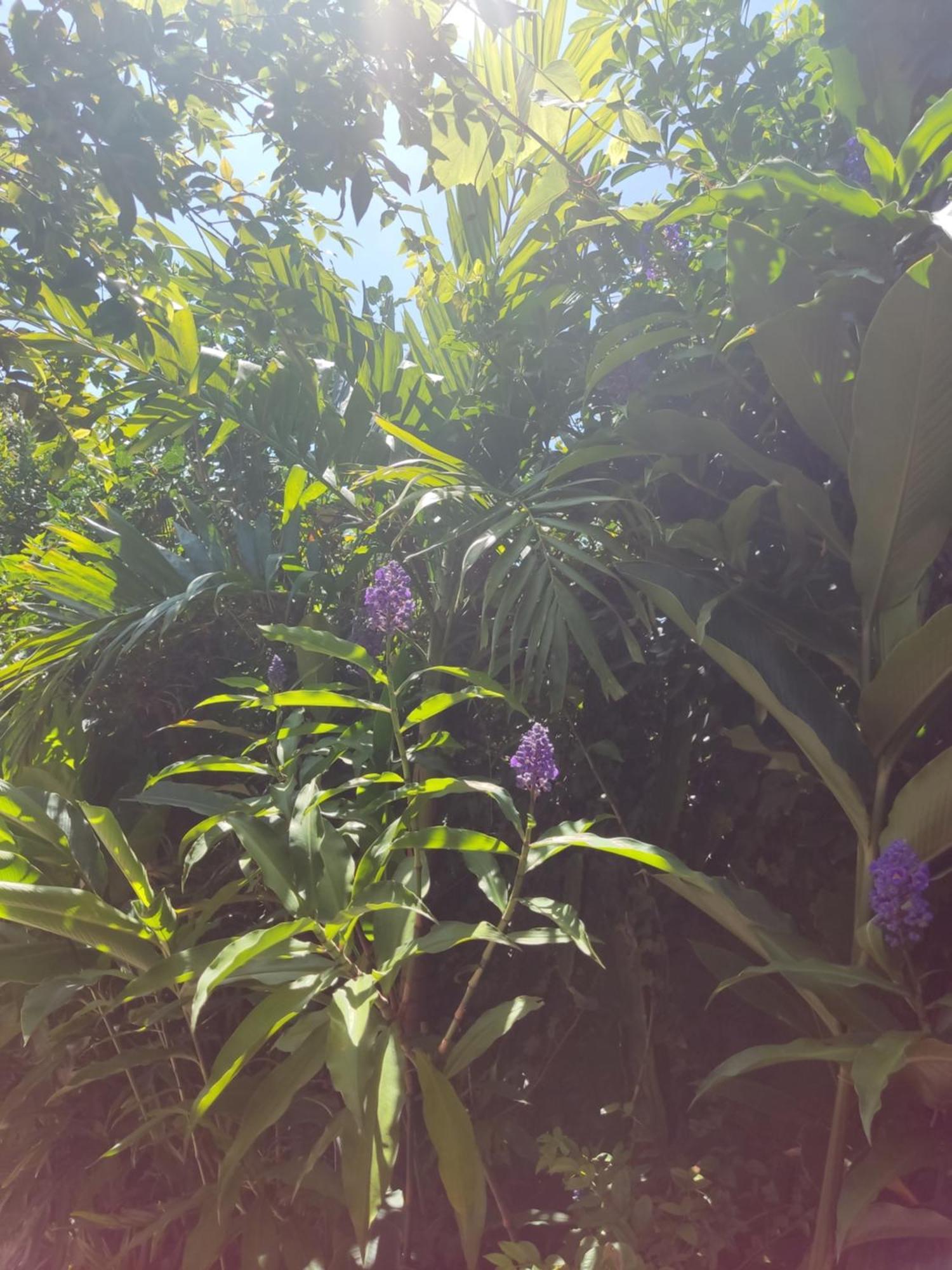 Recanto Toca das Plantas de Ilhabela I Quarto foto