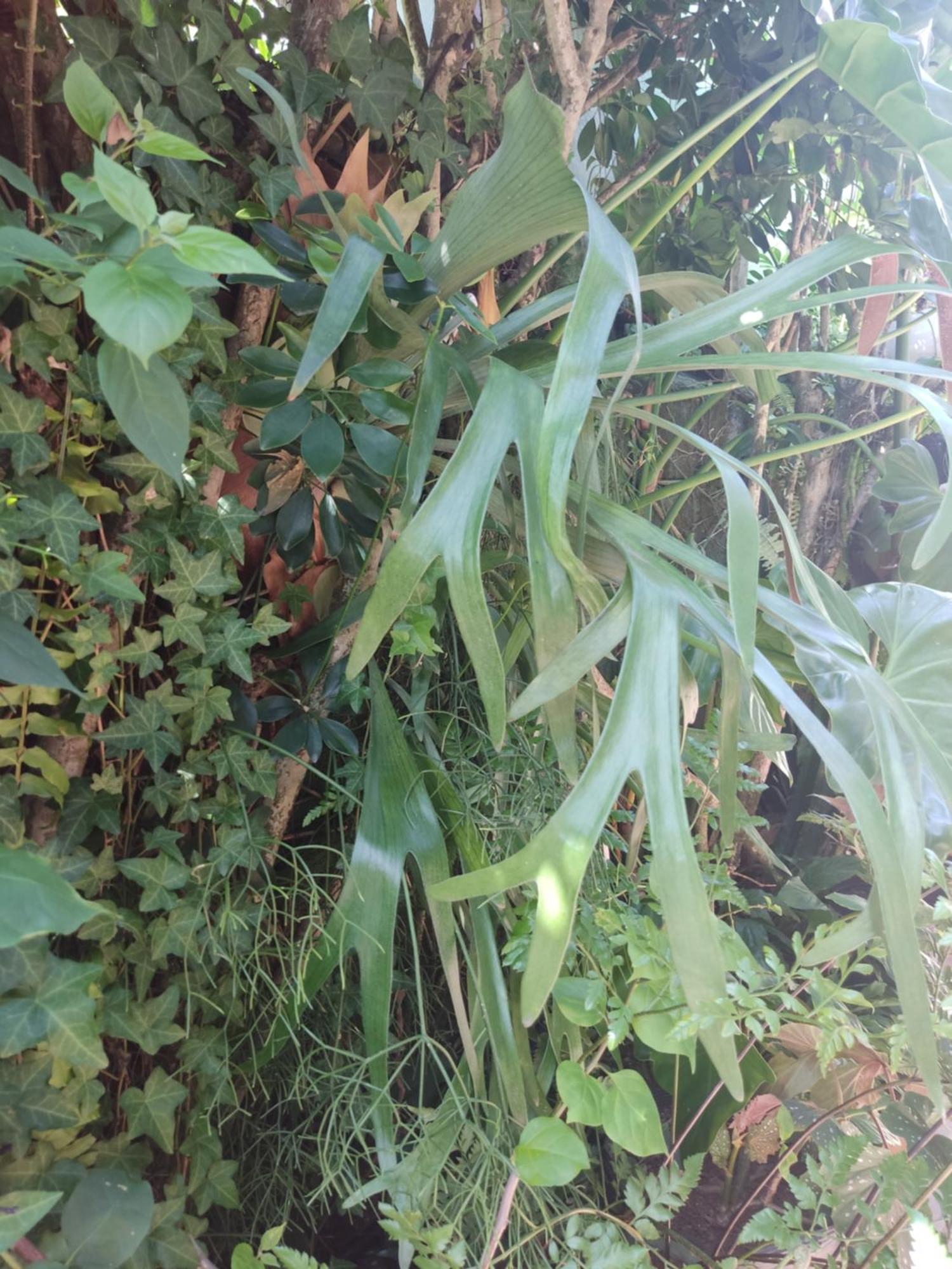 Recanto Toca das Plantas de Ilhabela I Quarto foto